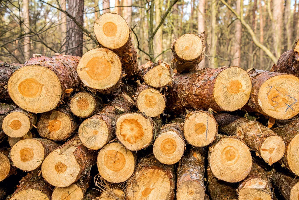 Stack of freshly cut logs in a wooded area showing exposed wood grain and growth rings.